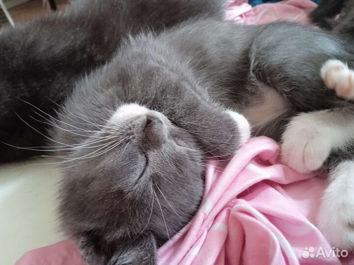 Метиз Британца котята