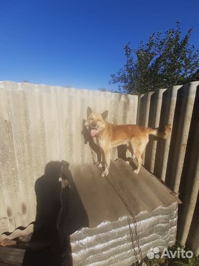 Собака в добрые руки отдам бесплатно ему 5 лет