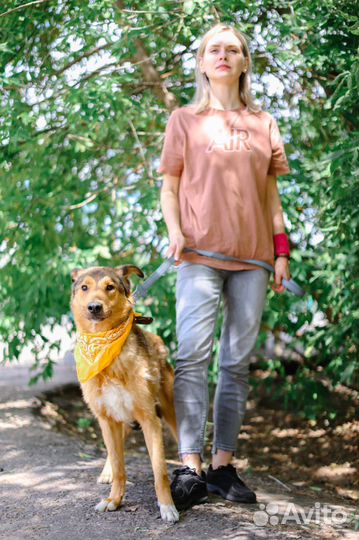 Собаке сложно в приюте