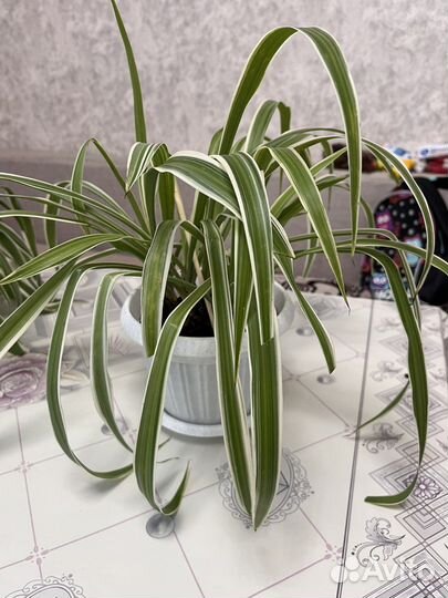 Хлорофитум