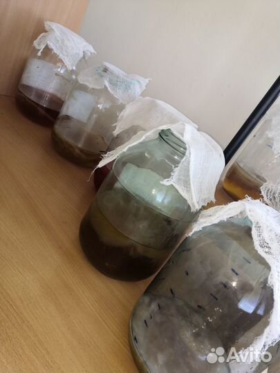 Чайный гриб комбуча