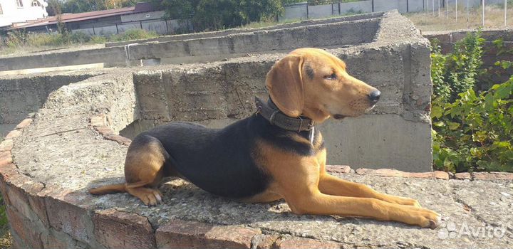 Дрессировка собак с.Покойное