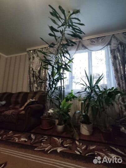 Драцена душистая