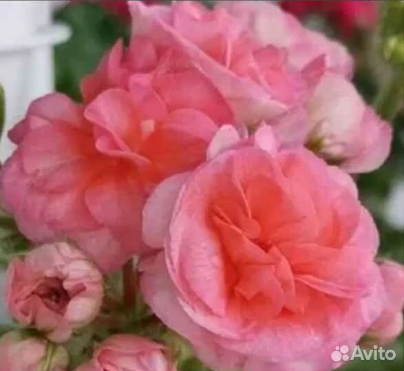 Пеларгонии сортовые