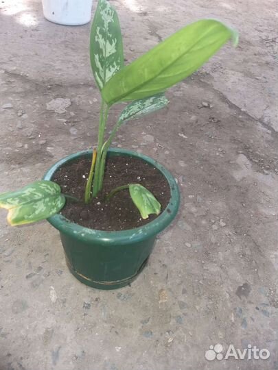 Диффенбахия