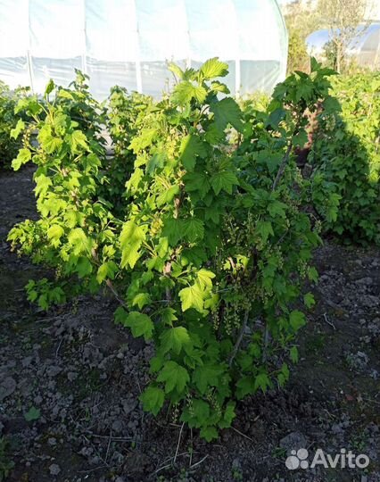 Саженцы черной смородины