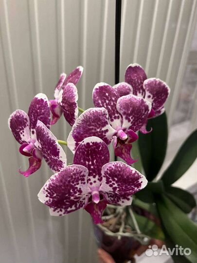 Орхидея фаленопсис