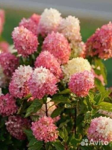 Гортензия Тач оф пик