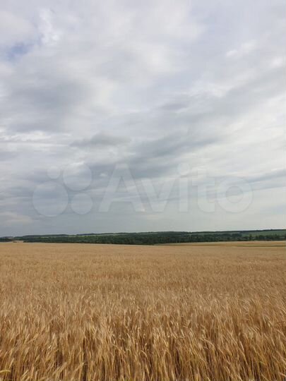 Участок 39 га (СНТ, ДНП)