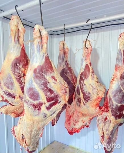 Домашний бычок на Мясо говядина цена договорная