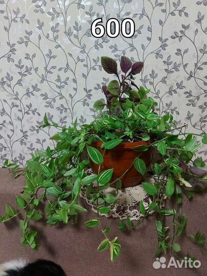 Комнатные растения