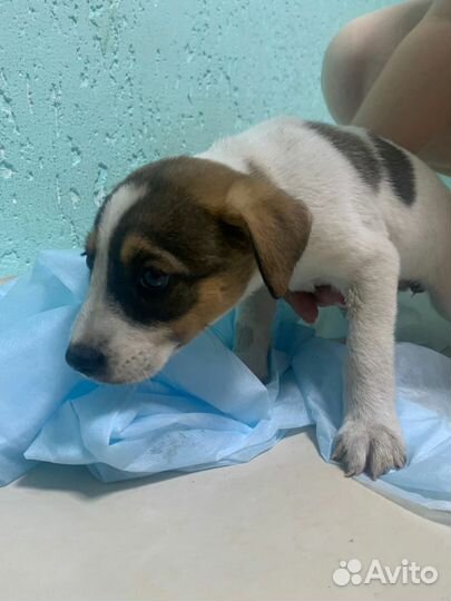 Бэлла ищет дом