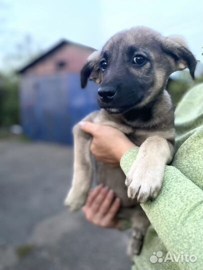 Щенки в добрые руки