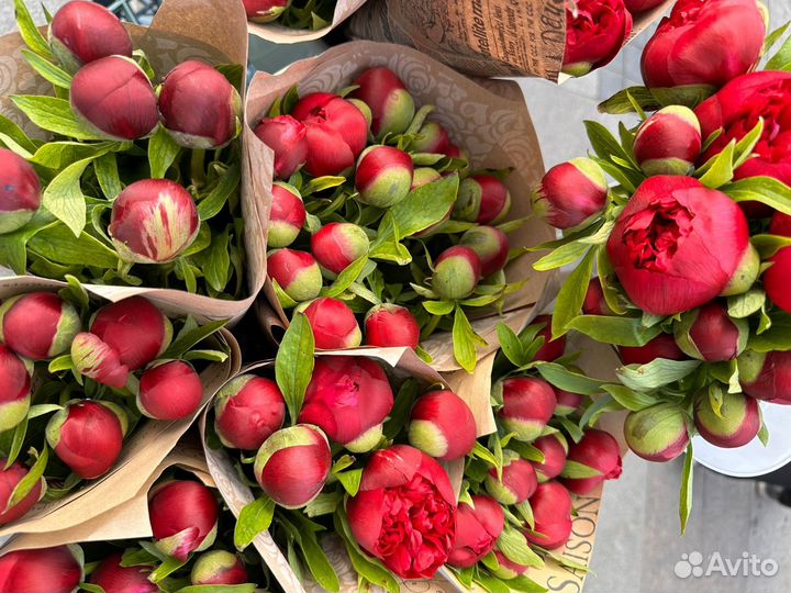 Пионы С доставкой / 51 пион