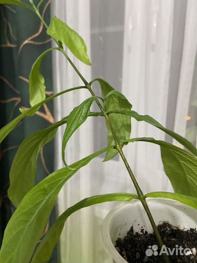 Пахистахис желтый