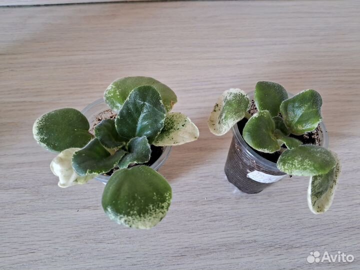 Детки фиалок