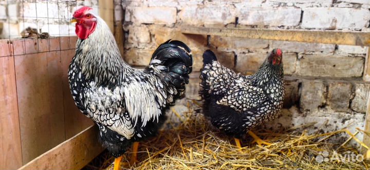 Инкубационное яйцо породной птицы