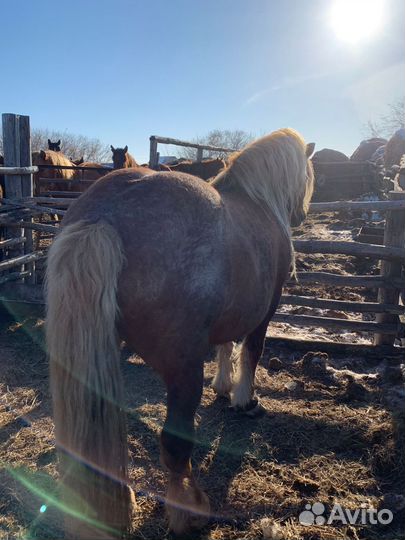 Лошадь жеребец