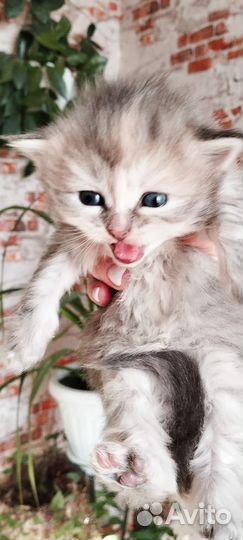 Отдам бесплатно породистых котят