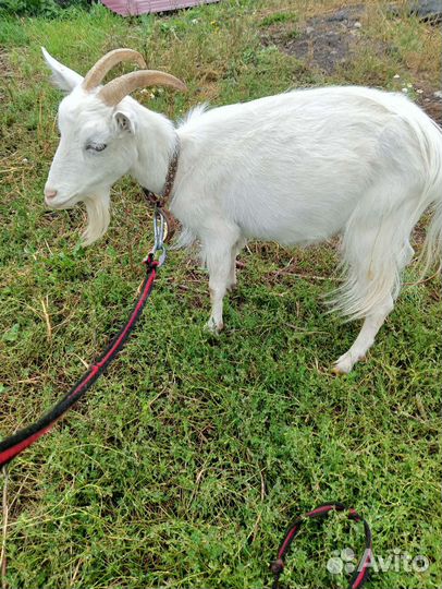 Продам коз и козлят