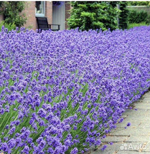 Лаванда узколистная