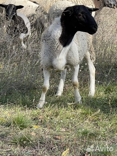 Бараны дорпер