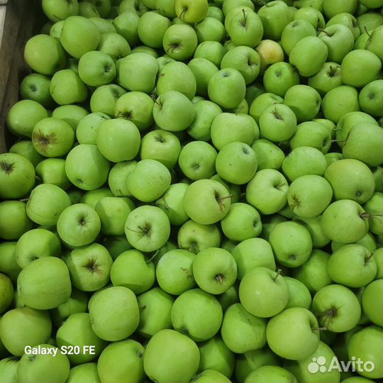 Яблоки оптом