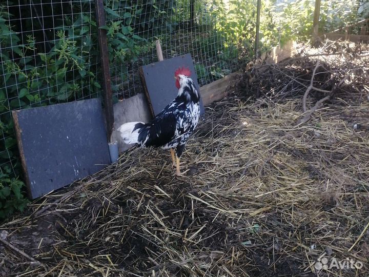 Петух леггорн долматмнец