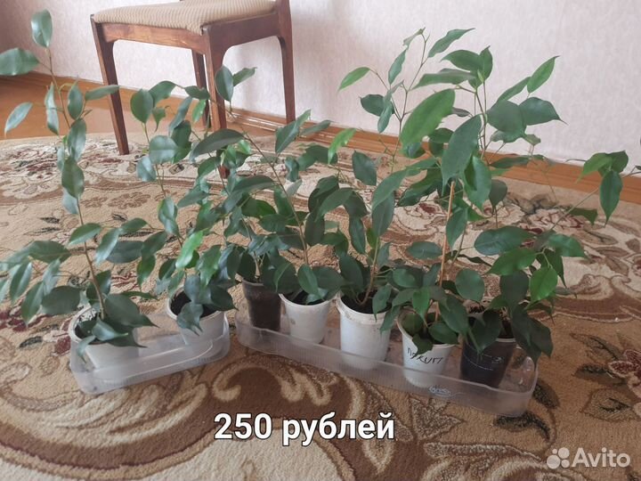 Фикус бенджамина