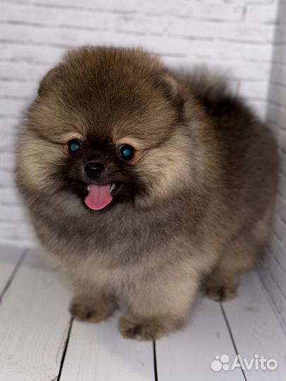 Померанский шпиц медвежьего типа мини