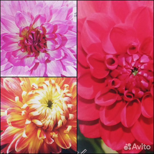 Клубни Георгинов