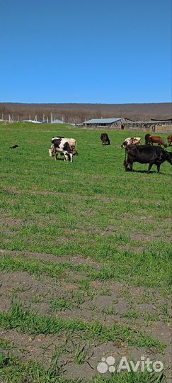 Коровы, бычки, телята
