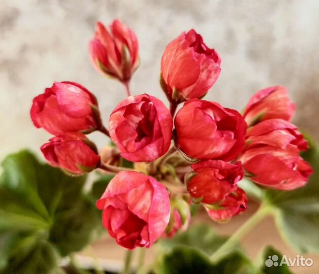 Пеларгония герань