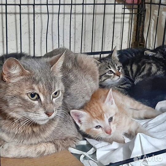 Красивое семейство котят и кошек,осиротели