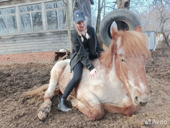 Жеребчик-экслюзив в 1 год 160 см в холке тяжеловоз