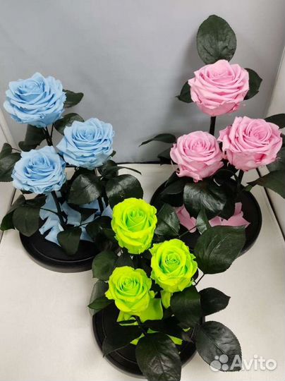 Роза в колбе