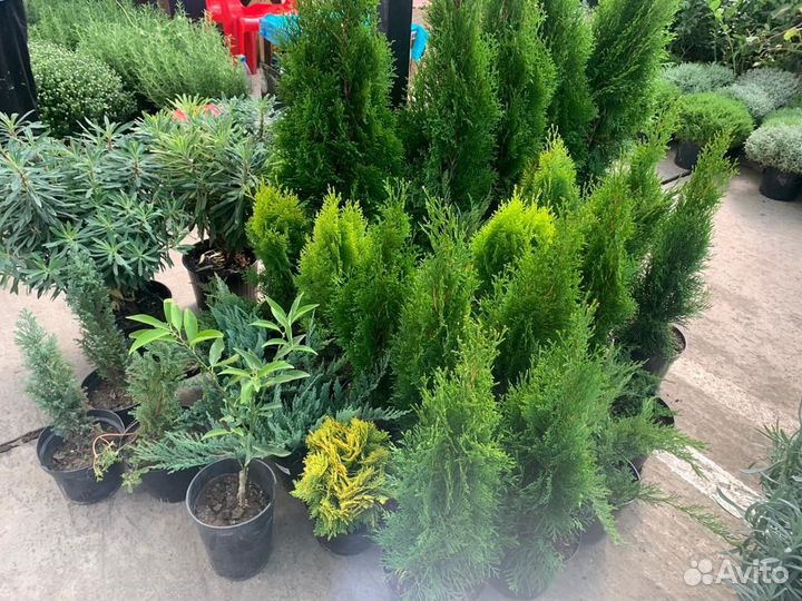 Хвойные и цветущие растения