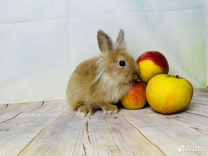 Ручные карликовые крольчата мини