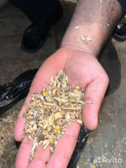 Зерноотходы