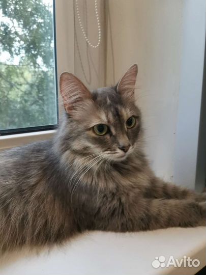 Ася ищет дом