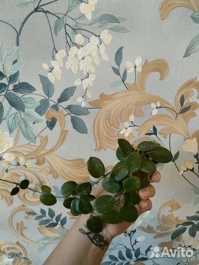 Хойя матильда сплеш