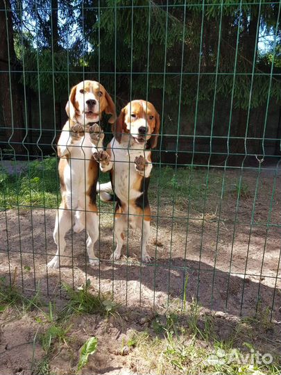 Гостиница для собак на природе. Отдельные комнаты
