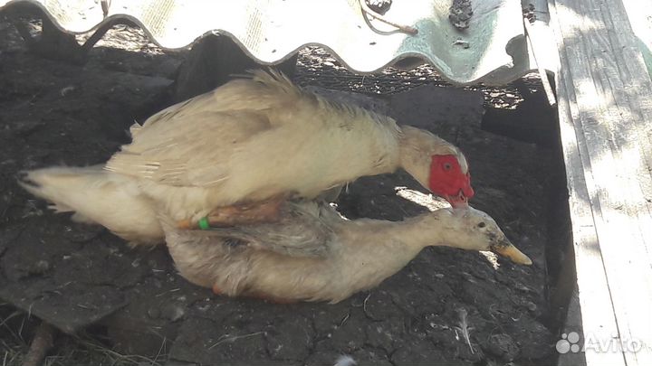 Индоутята тяжёлых линий,яйцо,мясо птицы