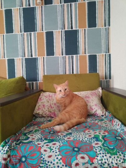 Передержка животных гостиница 