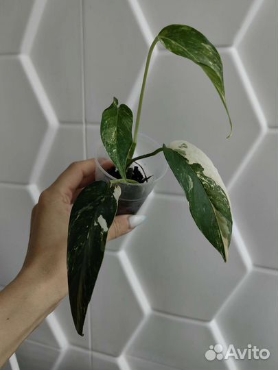 Алоказии, Синнгониум, филодендрон, монстера