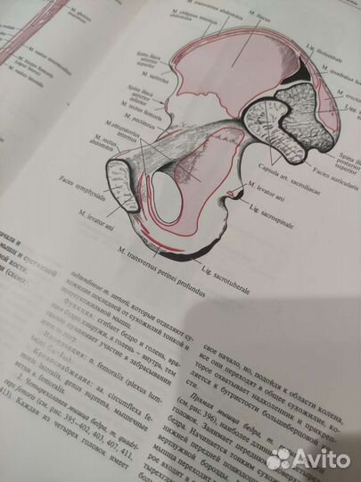 Атлас анатомии человека синельников том 1