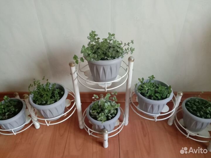 Продаю комнатные цветы