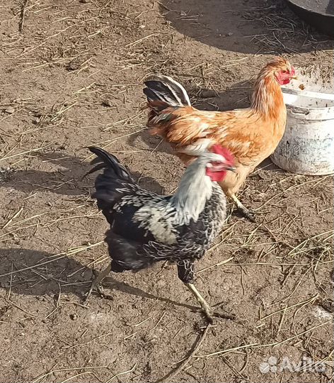 Петушки молодые