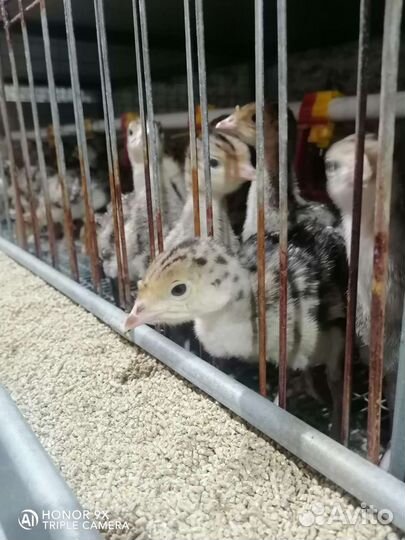 Индюшата бронзовые северокавказские