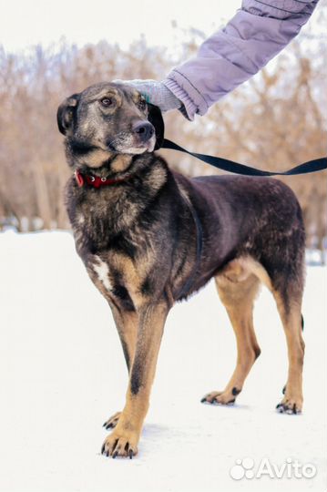 Собаки бесплатно в добрые руки